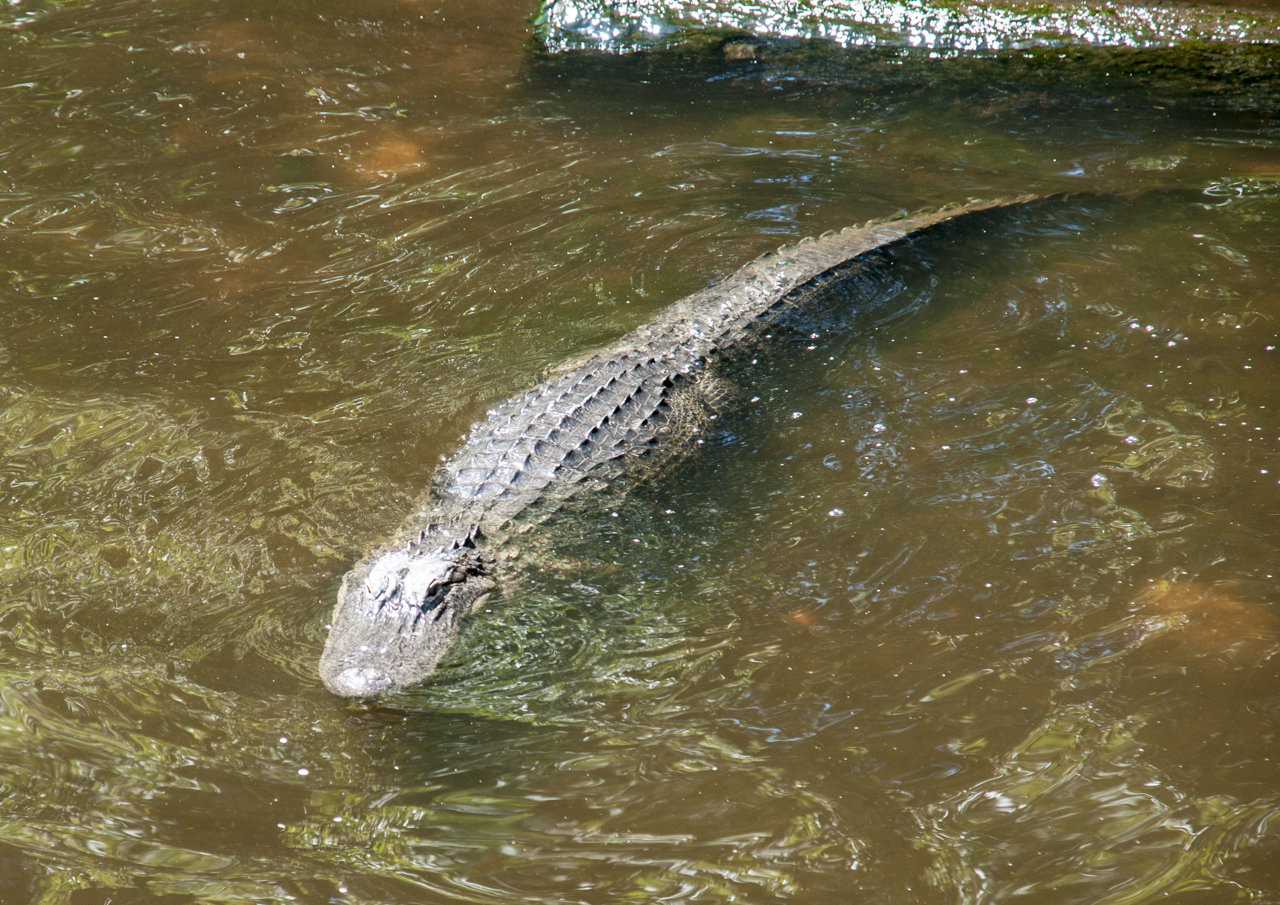 aligator_03142