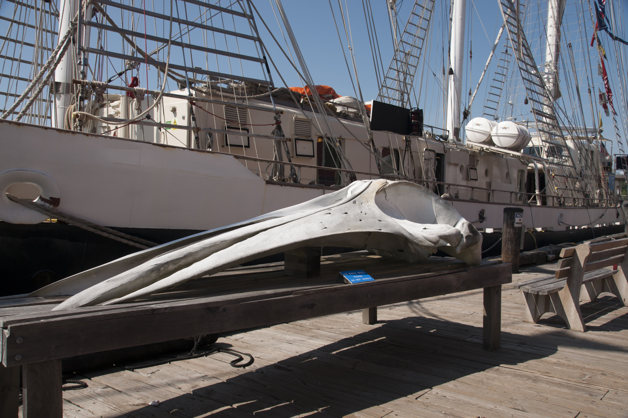 tall_ships_regatta 03439
